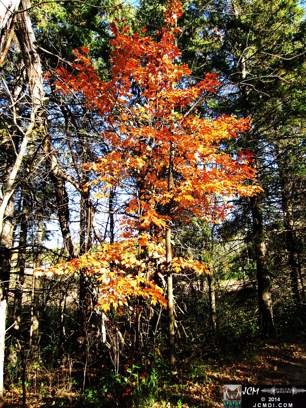 Minnesota Woods fall colors in the forest